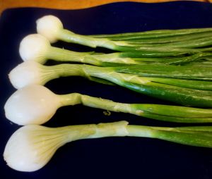 Mexican green onions
