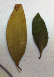 Indian bay leaf and Bay laurel leaf