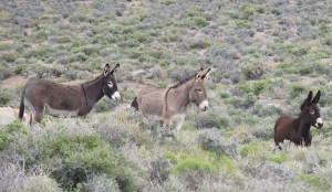 Burros at Wild Rose, Death Valley