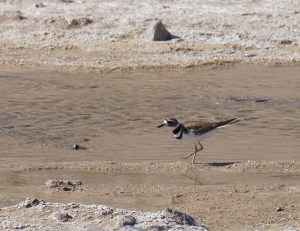 Killdear, Death Valley