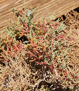 Pickleweed, Salt Creek, Death Valley