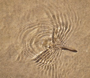 Pupfish, Death Valley