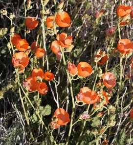 Desert Globemallow, Death Valley