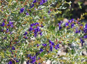Indigo Bush, Death Valley