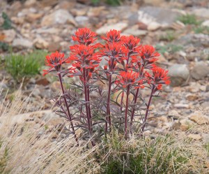 Desert Paintbrush, Death Valley