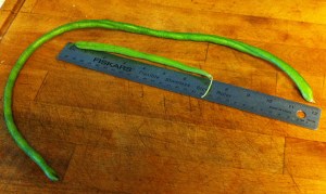 Chinese Long Bean and Bluelake Green Bean