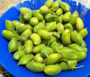 Fresh Garbonzo Beans in the pods