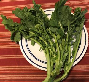 Rapini an Italian Vegetable